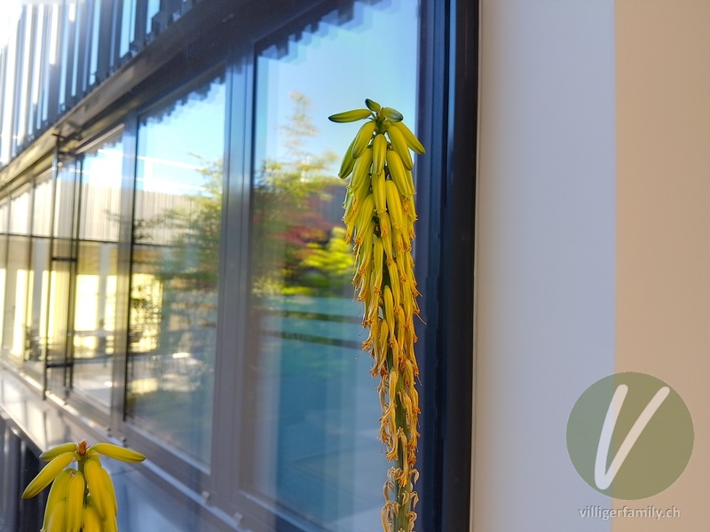 Aloe: Übersicht